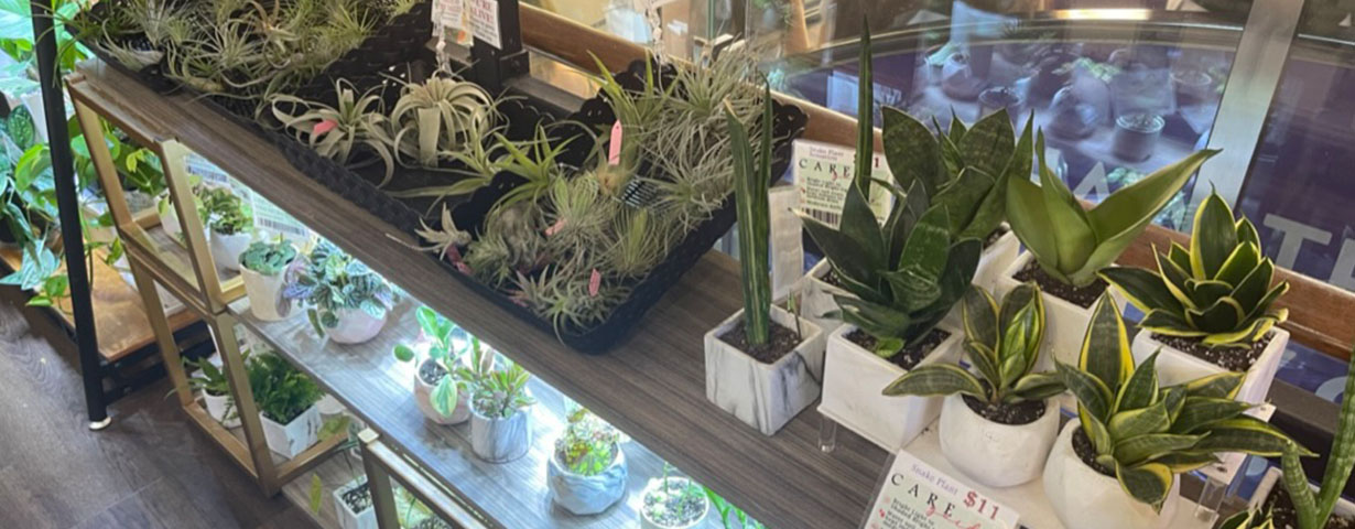 Plant & Plant.jpg